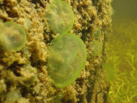 ���̗����B